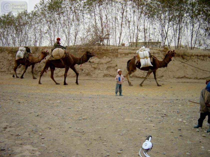 Three Camels